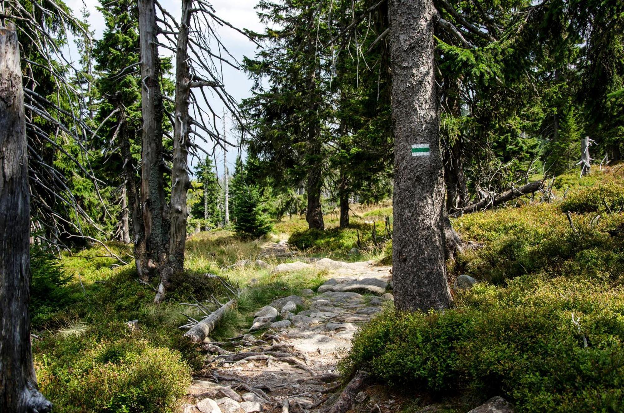 Elements Hotel&Spa Świeradów-Zdrój エクステリア 写真 The trail near the summit of Mount Si